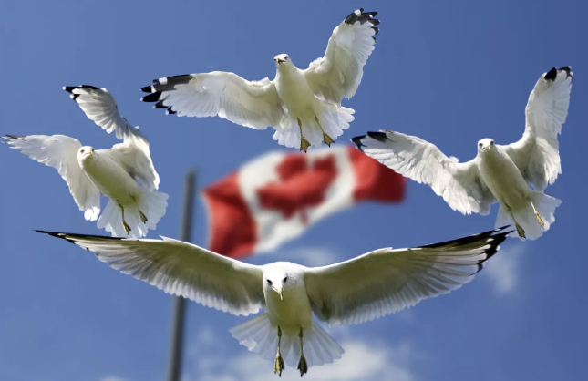 為何你申請加拿大簽證總被拒?總算找到原因了!3